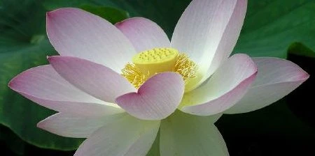 Reiki, universelle Lebensenergie